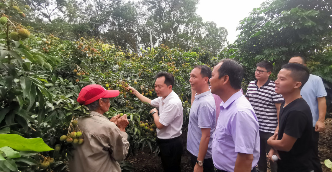 化州楊梅百萬斤荔枝上市，珠海駐鎮(zhèn)幫扶工作隊賣果忙